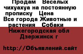 Продам.  Веселых чихуахуа на постоянную прописку › Цена ­ 8 000 - Все города Животные и растения » Собаки   . Нижегородская обл.,Дзержинск г.